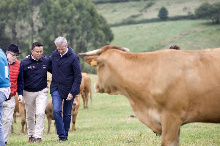 O presidente da Xunta, Alfonso Rueda, acompañado do conselleiro de Medio Rural, José González, visita a explotación vacúa de carne Facenda Currodeguas e Saragás. ANA VARELA