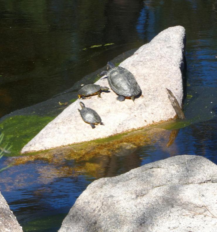 Tartarugas exóticas no encoro de Cachamuíña, en Ourense / Ecoloxistas en Acción