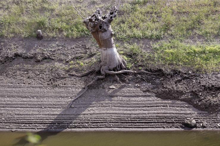 Un tronco dunha árbore seca no leito do río Miño en Escairón, Lugo. Carlos Castro - Europa Press