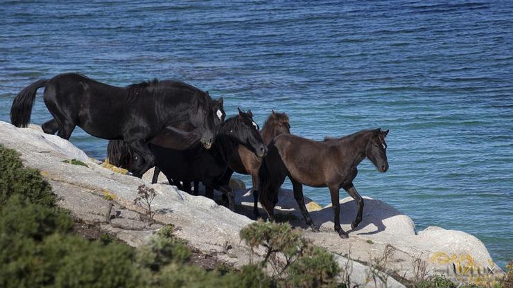 Cabalos na Illa de Sálvora 