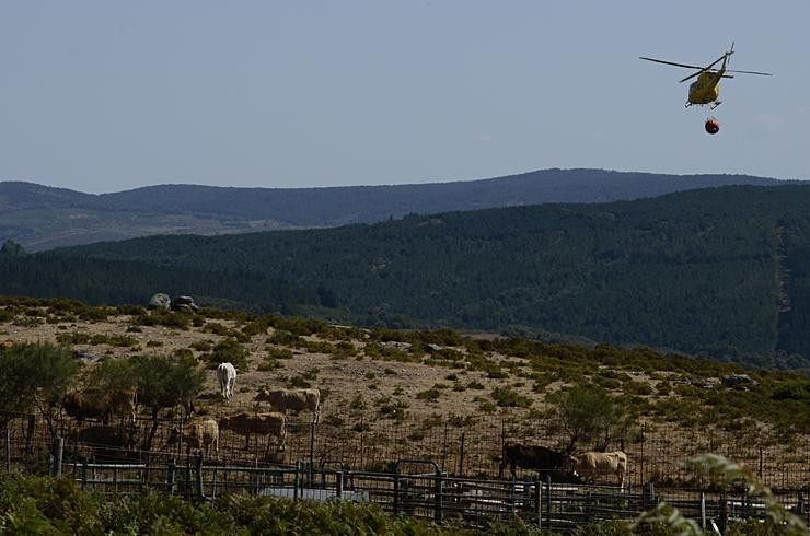 Un helicóptero que realiza labores de extinción no incendio forestal na Serra do Leboreiro, sobrevoa unha explotación gandeira, no parque natural de Baixa Limia e Serra do Xurés, a 26 de agosto de 2022, en Serra do Xurés, Ourense, Galicia (Españ. Rosa Veiga - Europa Press 