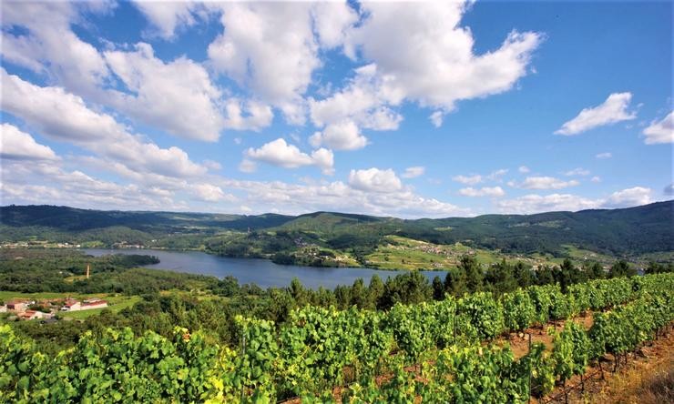 Viñas e viñedo da Adega Celme / albariño.com