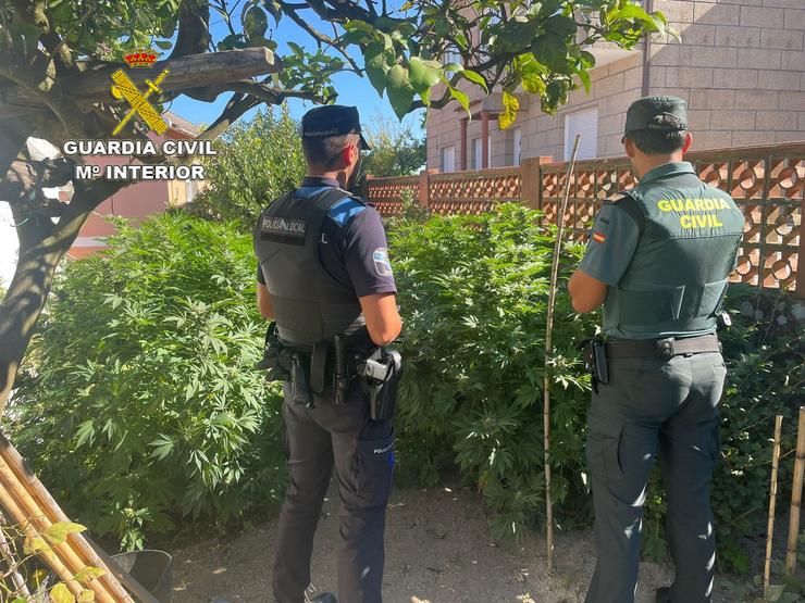 Plantación de marihuana desmantelada en Bueu 