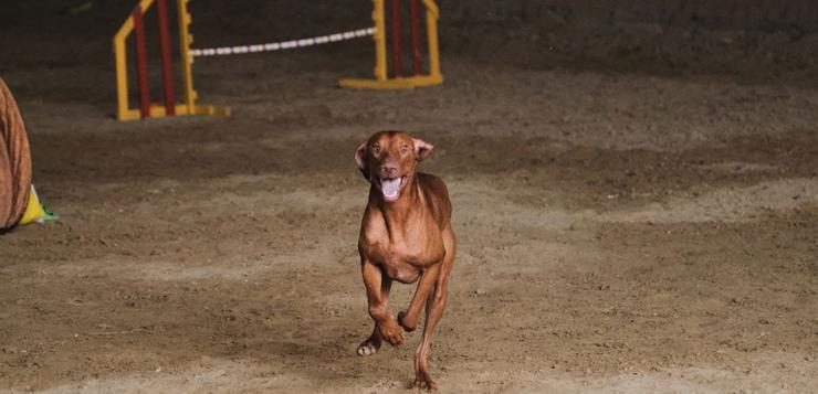 Arquivo - Raza de can Braco Húngaro. REAL SOCIEDADE CANINA DE ESPAÑA - Arquivo / Europa Press