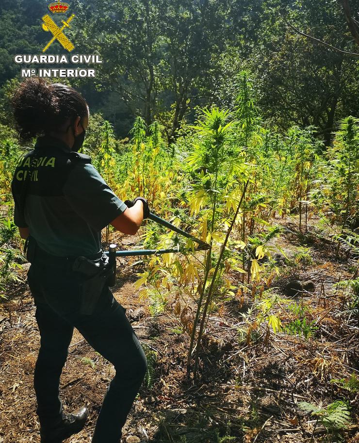 Desmantelan en Cerdedo-Cotobade (Pontevedra) unha das maiores plantacións de marihuana dos últimos anos en Galicia. GARDA CIVIL 