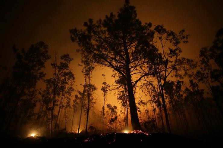 Árbores de eucalipto arden durante un incendio en Trabada / Carlos Castro - Europa Press 