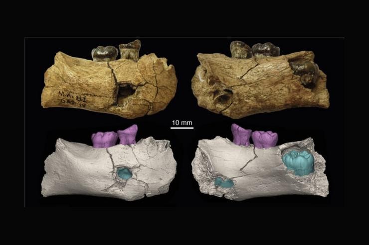 Fragmento mandibular de 