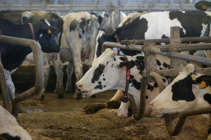 Vacas dunha gandaría de lácteo en Sabadelle, a 7 de agosto de 2023, en Chantada, Lugo / Carlos Castro - Arquivo