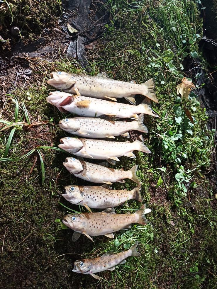 Troitas mortas nun tramo do río Xuvia ao seu paso por Narón e San Sadurniño (A Coruña) 