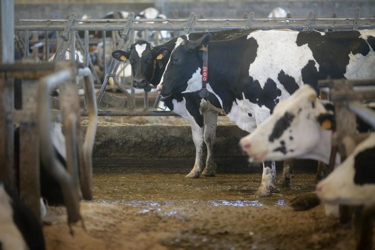 vacas dunha gandaría de lácteo en Sabadelle, Chantada 