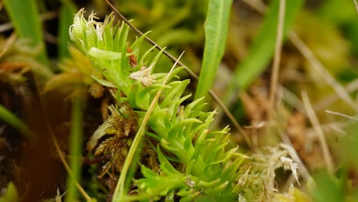 O Lycopodiella inundata, un fento en perigo de extinción en Galicia 