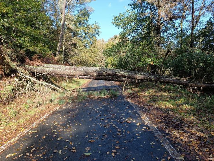 Unha árbore caída sobre unha estrada provincial de Ourense durante o temporal 