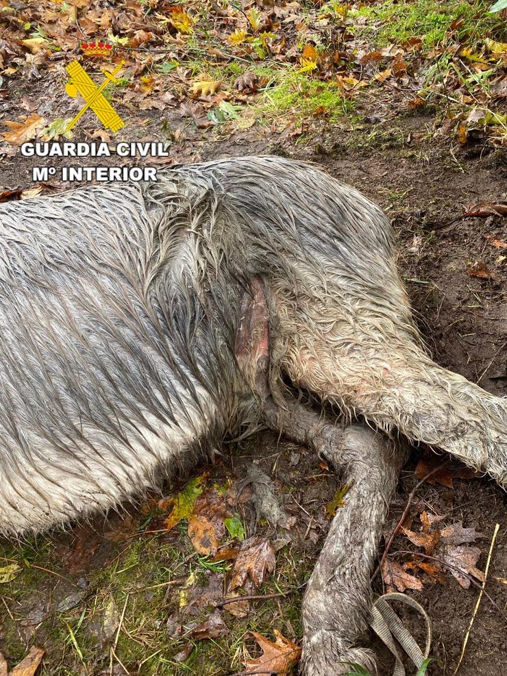 Imaxe da Garda Civil burro morto en Dumbría
