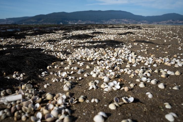 Marisco morto na enseada de San Simón, Rías Baixas, a 17 de novembro de 2023, Pontevedra / Adrián Irago - Arquivo