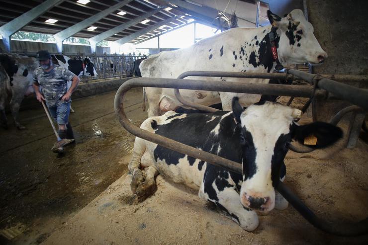 Un gandeiro xunto a vacas dunha gandaría de lácteo en Sabadelle, a 7 de agosto de 2023, en Chantada 