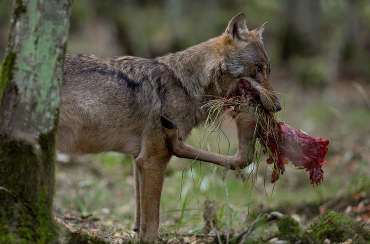 Imaxe dun lobo alimentándose.. ADAM WAJRAK/UNIVERSIDADE DE HUELVA / Europa Press