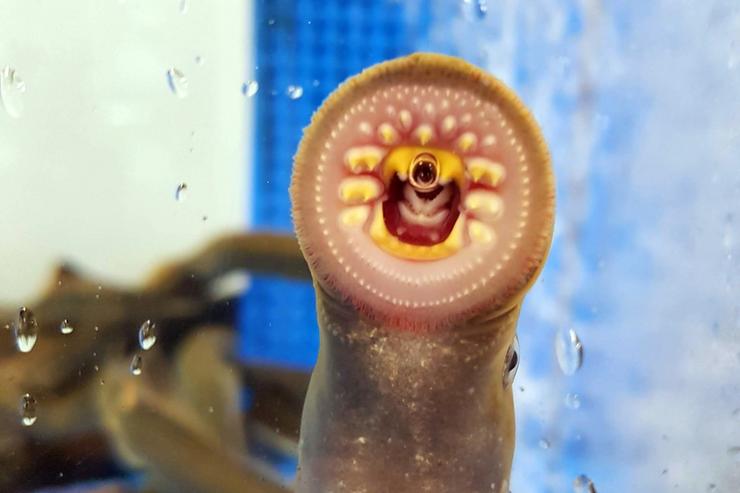 Poida que a lamprea non pareza sofisticada, pero esta liñaxe de peces ancestrais sen mandíbula deu lugar a un importante paso xenético na evolución de cerebros complexos.. ALEX DE MENDOZA - Arquivo