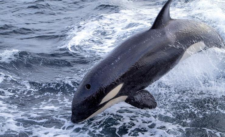 Unha orca nunha imaxe de arquivo 