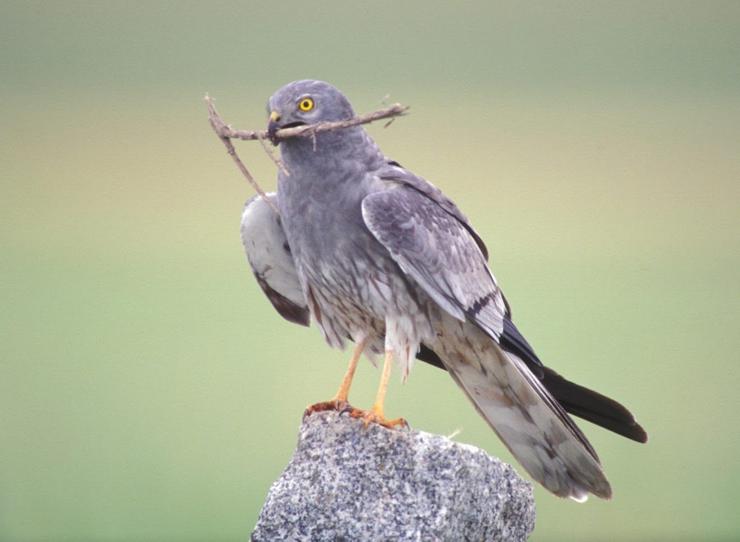 Exemplar de aguilucho cenizo. SÉ/BIRDLIFE - Arquivo / Europa Press