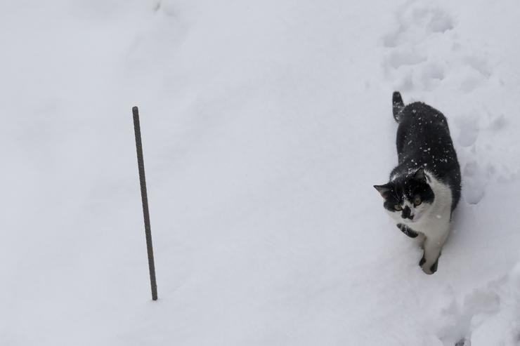 Un gato camiña pola neve, a 26 de xaneiro de 2023, en Pedrafita do Cebreiro / Carlos Castro - Europa Press 