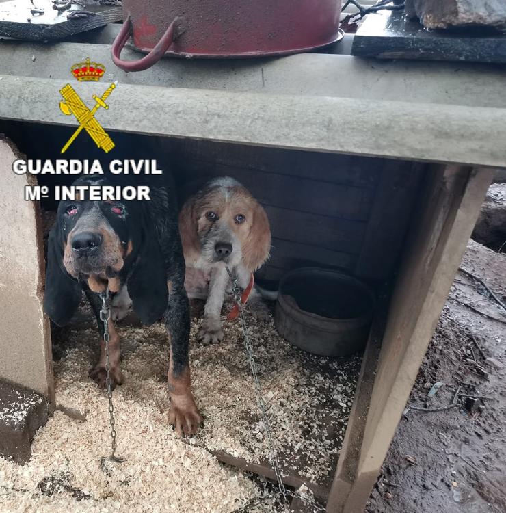 Algúns dos cans que o denunciado mantiña en malas condicións. GARDA CIVIL / Europa Press
