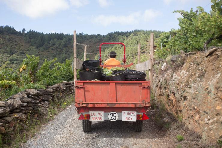 Arquivo - O tractor da familia Rodríguez Guntiñas diríxese de volta á adega cargado de uva, a 18 de setembro de 2021, en Vilachá de Salvadur, A Pobra de Brollón, Lugo, Galicia, (España). Na aldea de Vilachá de Salvadur, os viticultores e b. Carlos Castro - Europa Press - Arquivo 