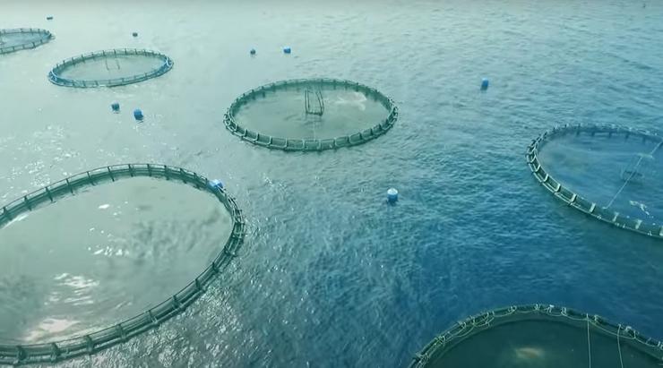 A acuicultura creceu ata proporcionar aproximadamente a metade de todos os produtos do mar que se consomen na actualidade / UNIVERSIDADE DE STANFORD