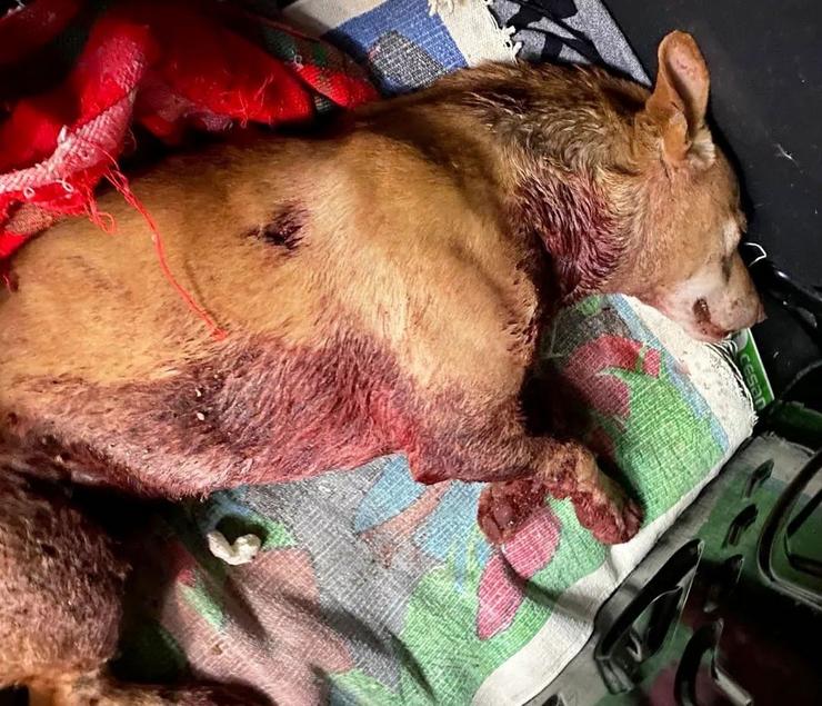Imaxe do can ferido.. PROTECTORA BIOSBARDOS / Europa Press