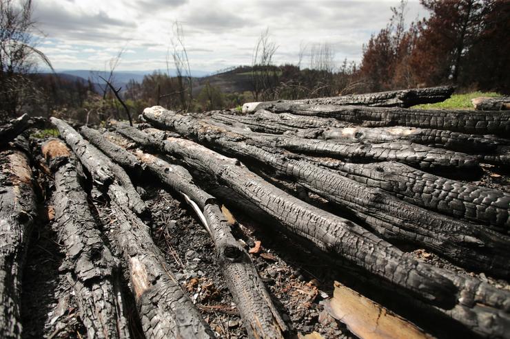 Troncos de piñeiro queimado apilados xunto á estrada en Salcedo, a 30 de setembro de 2022, na Pobra do Brollón / Carlos Castro - Arquivo