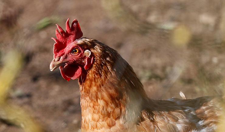 Galos e galiñas e outras aves, principais transmisores da gripe aviaria 