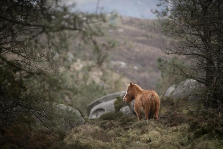 Un cabalo salvaxe en Ferreira do Valadouro, na serra do Xistral / Europa Press