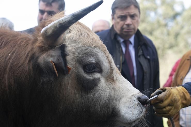 O ministro de Agricultura, Pesca, Alimentación e Medio Ambiente, Luís Planas, durante un encontro con representantes da Cooperativa de Gandeiros de Asturias (Ascol) e das asociacións de criadores de vacún selecto da raza Asturiana dos Vall. Jorge Peteiro - Europa Press 