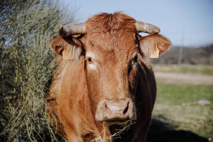 Unha vaca pastando nunha leira de gandaría extensiva en Colmenar Viejo 