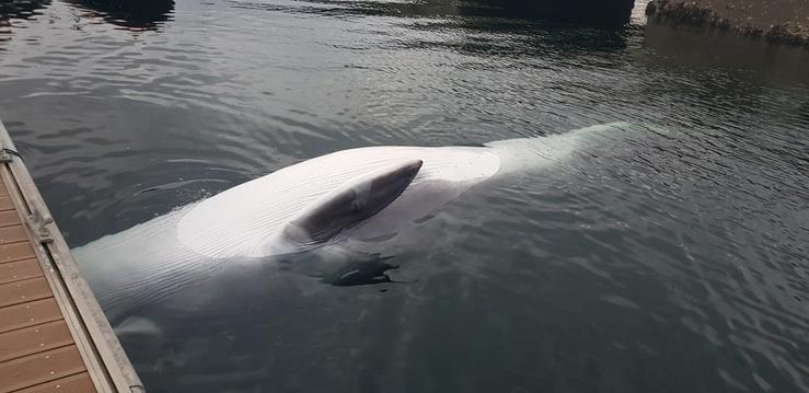 Balea aparecida nos peiraos da Estación Naval da A Graña (Ferrol). ARMADA FERROL
