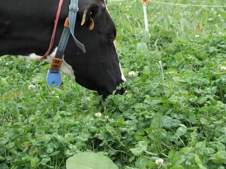 Vaca comendo herba nunha granxa 