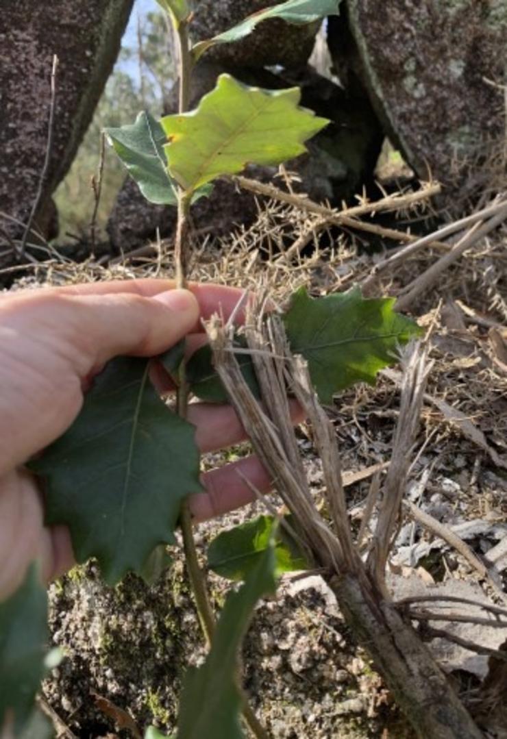 Especies de carballo anano danadas durante os traballos de roza da Xunta no Monte Pindo 