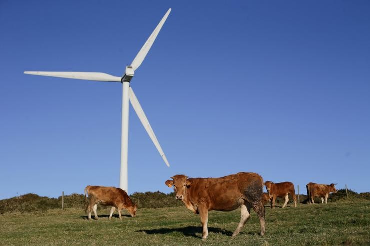 Varias vacas pastan xunto a un aeroxerador eólico no Parque eólico de Montouto, da Serra do Xistral / Europa Press