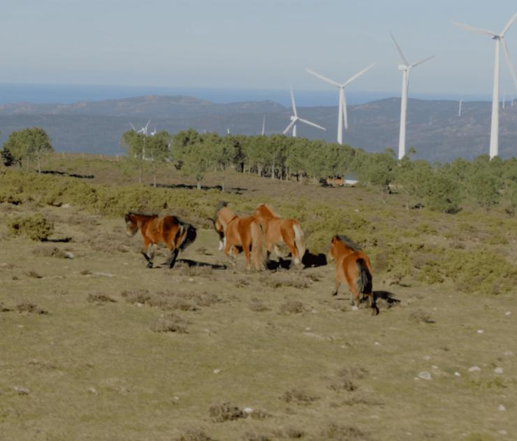 Cabalos e eólicos Vimianzo