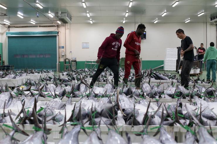 Arquivo - Traballadores colocan o bonito na lonxa tras a súa recollida do mar, a 12 de agosto de 2022, na lonxa de Burela, Lugo, Galicia (España).. Carlos Castro - Europa Press - Arquivo / Europa Press