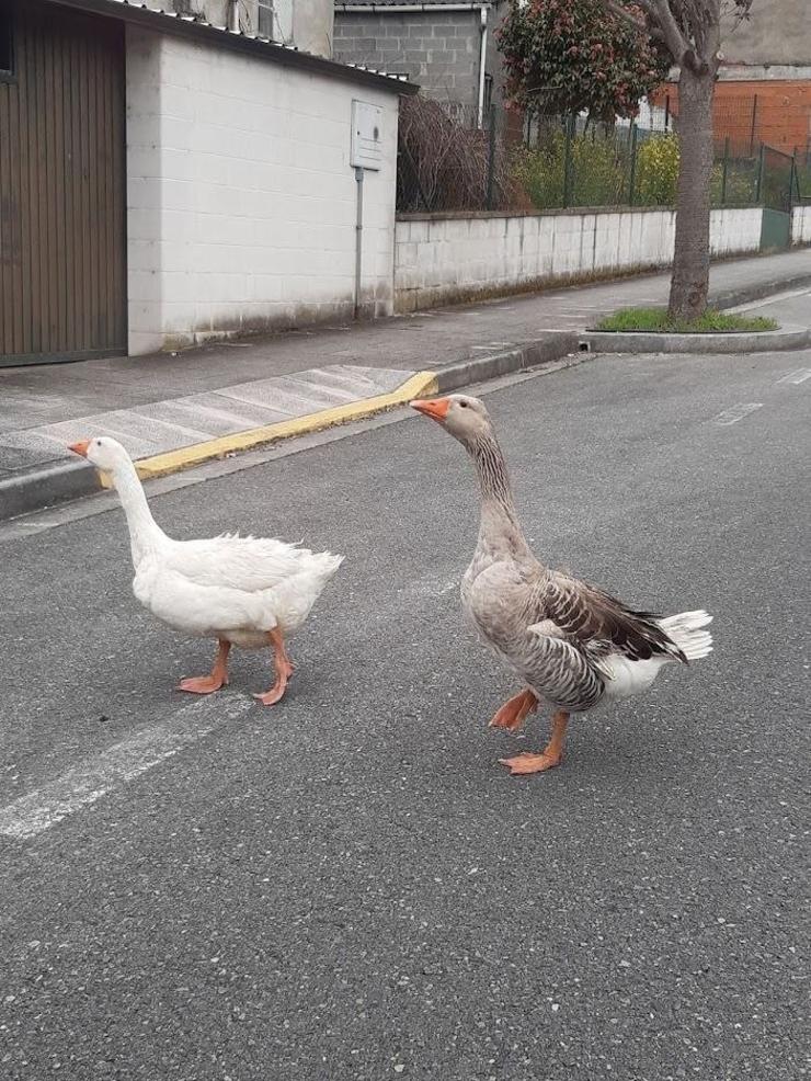 Gansos soltos no Camiño do Ferreiro de Lugo / POLICÍA LOCAL LUGO 