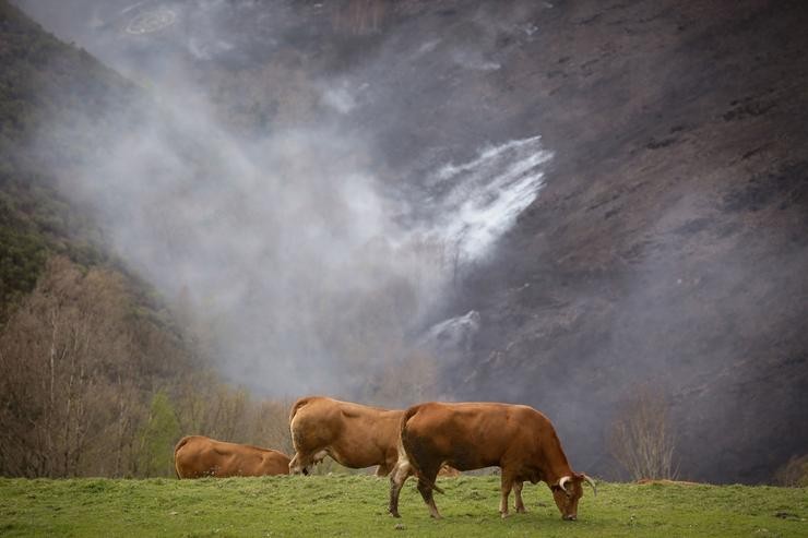 Vacas pastando nun campo e detrás unha paisaxe queimada logo dun incendio da vaga de lumes do verán 
