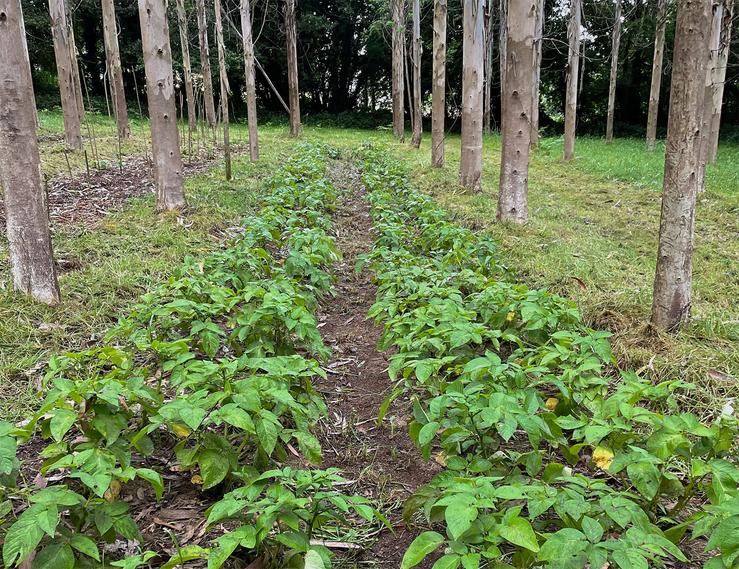 Plantación de patacas baixo eucaliptos. CÁTEDRA FILLOS DE RIVERA-UDC 