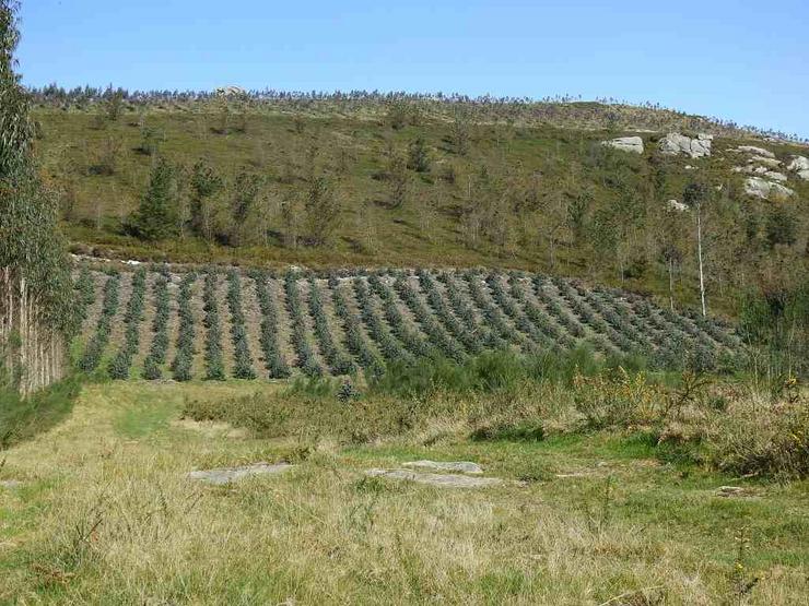 Plantación ilegal de eucaliptos / ADEGA - Arquivo
