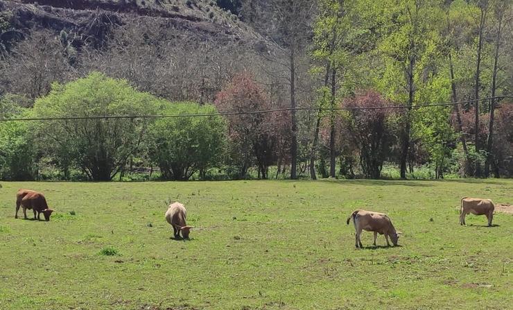 Vacas de carne, gandaría, medio rural. EUROPA PRESS - Arquivo