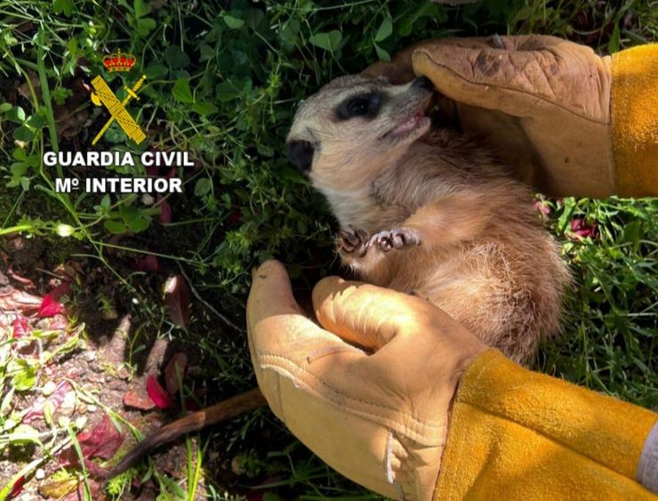 Suricata rescatada polo Seprona da Garda Civil / Europa Press