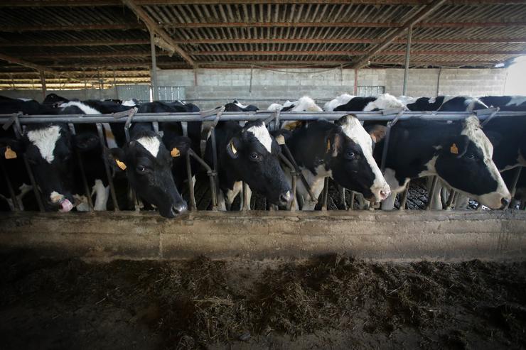 Varias vacas durante o ordeño na gandaría 