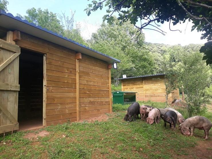 A Xunta promove a cría de porco celta en ecolóxico na aldea modelo de Moreda en Folgoso do Courel (Lugo). XUNTA