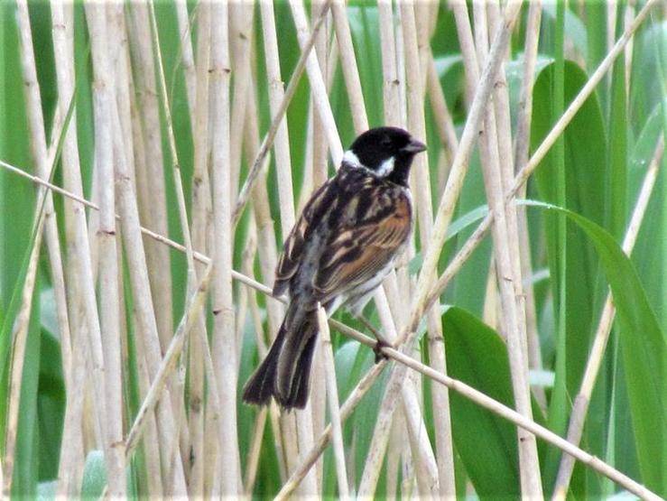 Escribenta das canaveiras (Emberiza schoeniclus L.subsp. lusitanica Steinbacher) 