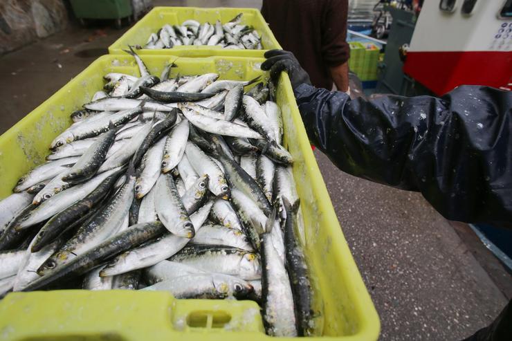 Caixas de sardiñas á súa chegada ao porto de Burela / Carlos Castro - Europa Press 