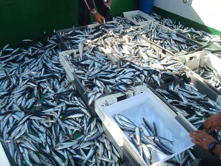 Captura de pequenos peixes peláxicos / ISABEL RIVEIRO (IEO)